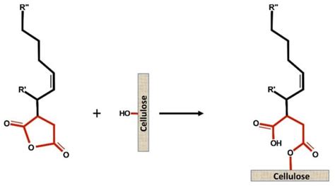Understanding alkenyl succinic anhydride (ASA) size reversion .